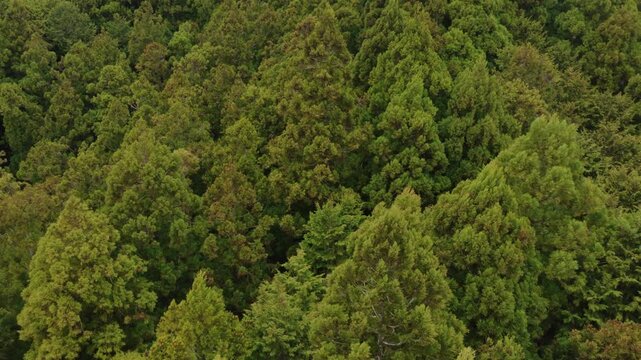 Aerial view of forest and trees blowing in on windy day
