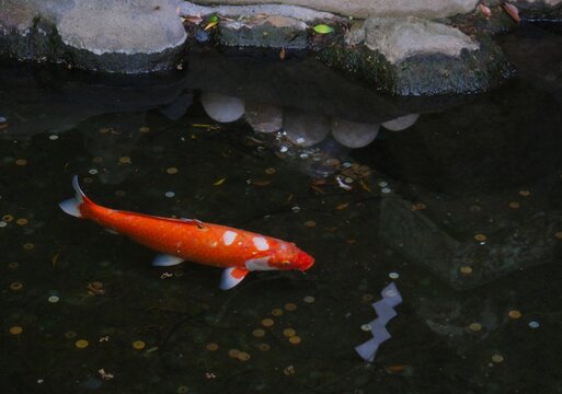 Japanese koi fish swimming among coins in a serene garden pond.