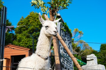 Close-up of a majestic white llama against a clear blue sky © Seiya