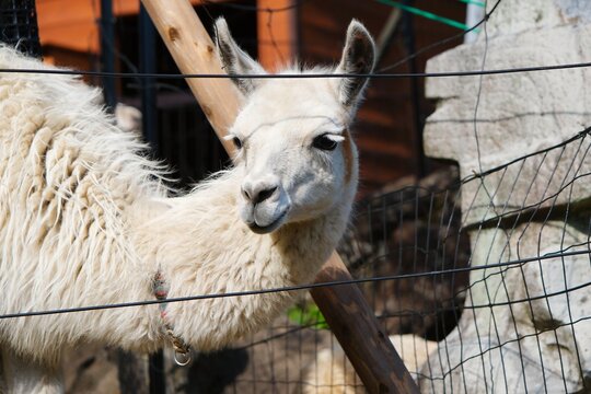 Curious white llama peeking through a fence at the zoo.