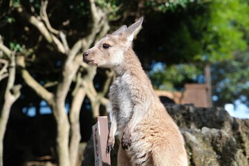 Fototapeta premium Alert young kangaroo standing upright in a sunlit outdoor environment.