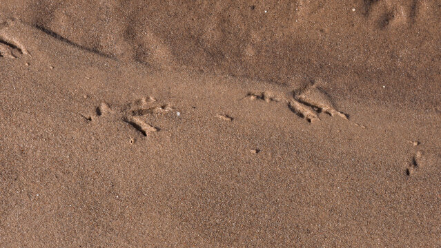 Bird Footprints on Wet Sand Beach &mdash; Animal Tracks Macro Nature Background