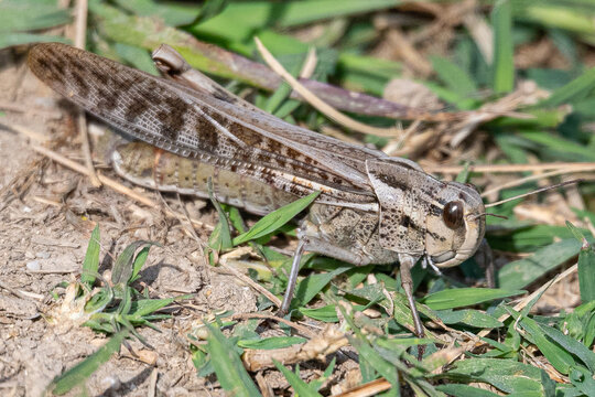 Caelifera insect resting on dry ground at castell&oacute; d'emp&uacute;ries