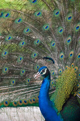 Fototapeta premium Majestic male peacock displaying its vibrant plumage
