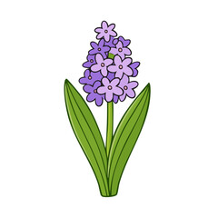 Fototapeta premium Vibrant Purple Hyacinth Flower with Green Leaves Spring Bloom Illustration