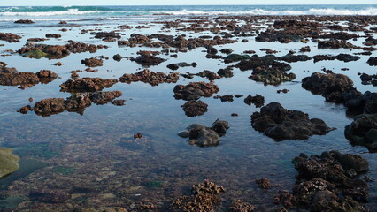 Vibrant tide pool featuring Brain Coral and sea plants captured with high resolution clarity. Realistic saturation and wide perspective emphasize the fresh growth and natural reef environment. © wahid HA