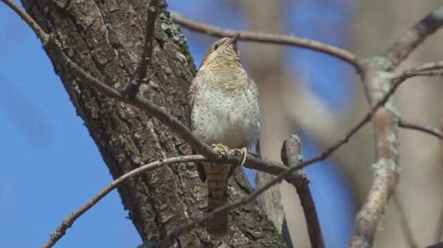 Eurasian Wryneck (Jynx torquilla). A bird perched on a branch. Sounds of the forest within.