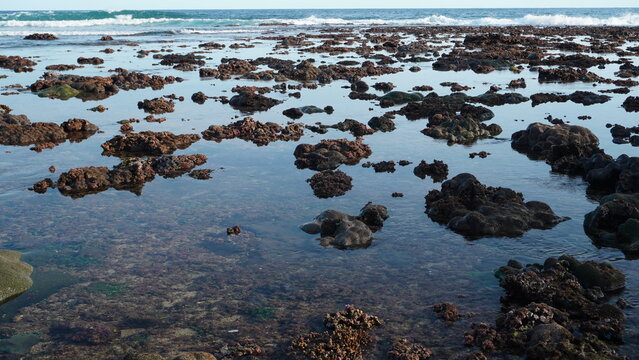 Vibrant tide pool featuring Brain Coral and sea plants captured with high resolution clarity. Realistic saturation and wide perspective emphasize the fresh growth and natural reef environment.