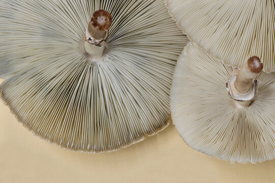 Poisonous death cap mushrooms Amanita phalloides underside gills spores.