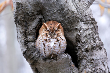 Fototapeta premium Front view of peaceful serene red morph eastern screech owl Megascops asio asleep with eyes closed in snug secure tree cavity