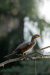 Fototapeta premium Anhinga (Anhinga anhinga) perched on a branch with soft natural background and warm light, highlighting feather texture and calm posture.