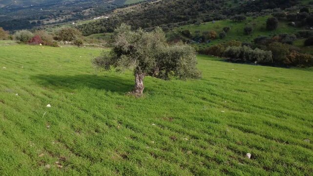 Aerial rotation of ancient olive tree in green plowed meadow landscape