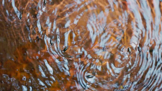 Pinwheel beetles moving on the water surface creating circular ripples, reactive aquatic insects hunting and interacting in natural freshwater environment in slow motion, macro wildlife behavior 
