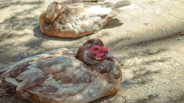 a brown and white Muscovy duck with a distinct red caruncled face resting on the ground in a sunny outdoor setting