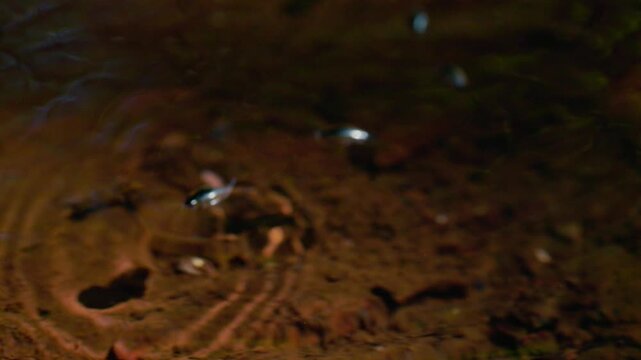 Pinwheel beetles moving on the water surface creating circular ripples, reactive aquatic insects hunting and interacting in natural freshwater environment in slow motion, macro wildlife behavior 