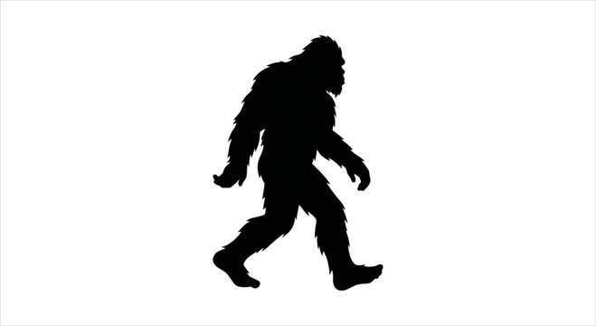 Mysterious cryptid creature known as Bigfoot walks, a legendary forest ape-man silhouette