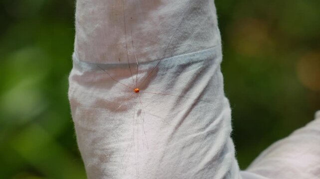 Haymaking spider on a white cloth, close-up macro view of a delicate arachnid with long thin legs resting on clean fabric surface, minimalistic background, natural detail, soft lighting