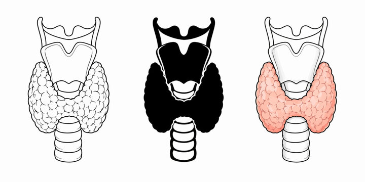 Detailed anatomical illustrations of thyroid gland structures in human neck