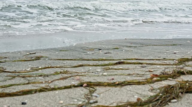 Waves roll in along the beach, leaving seaweed and small shells on the wet sand. The sky is cloudy and the ocean has gentle movement. The scene shows typical beach elements during daytime.