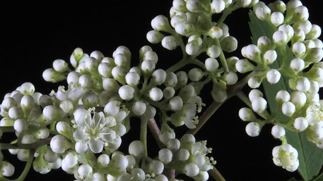 sorbo degli uccellatori, rowan tree, sorbo degli uccellatori