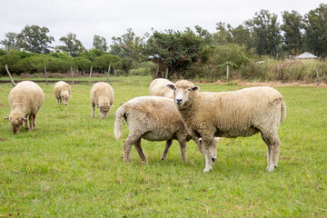 Obraz premium Sheep grazing in a green pasture at a sustainable farm, representing a peaceful rural life and ecological livestock raising in the countryside of argentina