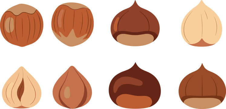 Hazelnut Vector Set with Different Stages of Shell and Nut for Food, Healthy Snacks, and Natural Ingredient Design