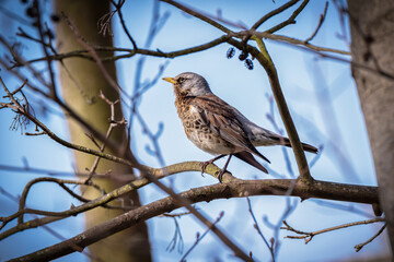  Kwiczoł(Turdus pilaris) © Janusz Lipiński