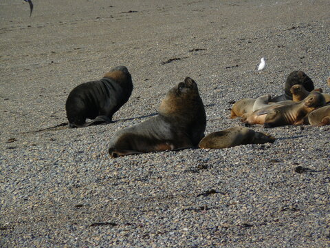 sea lions in Caleta Olivia Santa Cruz Patagonia Argentina