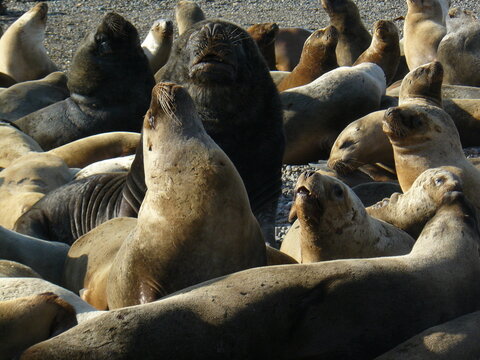 sea lions in Caleta Olivia Santa Cruz Patagonia Argentina