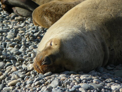 sea lions in Caleta Olivia Santa Cruz Patagonia Argentina