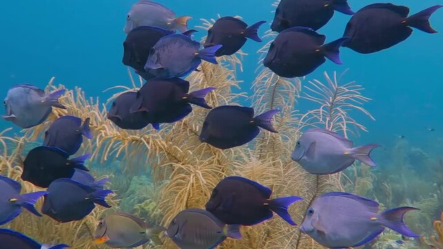 School of swimming tropical fish (Surgeonfishes), coral reef and blue ocean. Underwater video from scuba diving with the school of fish. Colorful seascape with corals and aquatic wildlife.
