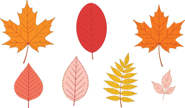 Autumn leaves collection featuring maple and various fall foliage in warm orange and red tones flat vector illustration isolated on background