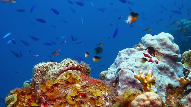 Tropical coral reef with school of swimming colorful fish. Paradise seascape with corals, fishes and blue water. Underwater video from scuba diving with marine wildlife.