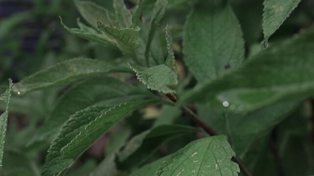 rain drops on leaves