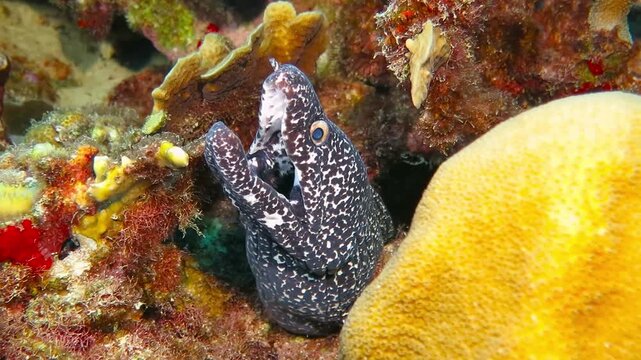 Moray eel and colorful reef.  Predator sea animal, hiding in the corals. Underwater video from scuba diving with marine animal. Ocean wildlife and tropical reef.