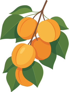 Vibrant ripe apricots gracefully dangle from a leafy branch symbolizing bountiful summer harvests and the promise of sweet wholesome flavors for delicious seasonal recipes and refreshing healthy treat