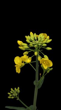 Rapeseed blooming time lapse close-up, isolated on pure black background