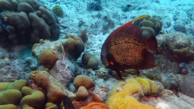 Colorful reef with the variety of corals and fish. Pair of french angelfish swimming in the tropical sea. Animal footage from the sea, underwater reef aseascape. Ocean wildlife, scuba diving.