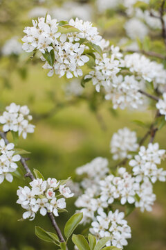 Branches of blossoming cherry or apple tree macro with soft focus on gentle light nature background in sunlight with copy space. Beautiful floral image of spring nature panoramic view