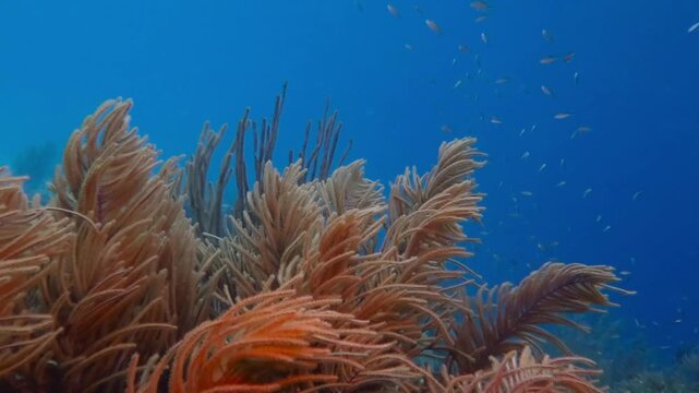 Underwater coral reef in the deep blue water. Colorful set of soft corals, blue sea and swimming tropical fish. Moving corals and underwater wildlife. Scuba diving with fish. Reef exploration