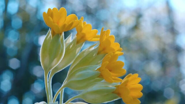 Yellow cowslip flowers blooming in a spring field