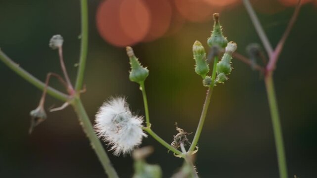 Dandelion clock and green plant buds in nature