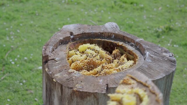 Beekeeper opening a rustic log hive to reveal honeycombs