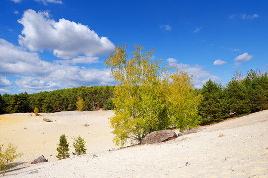 Sand dunes in Nemours forest.&Icirc;le-de-France region