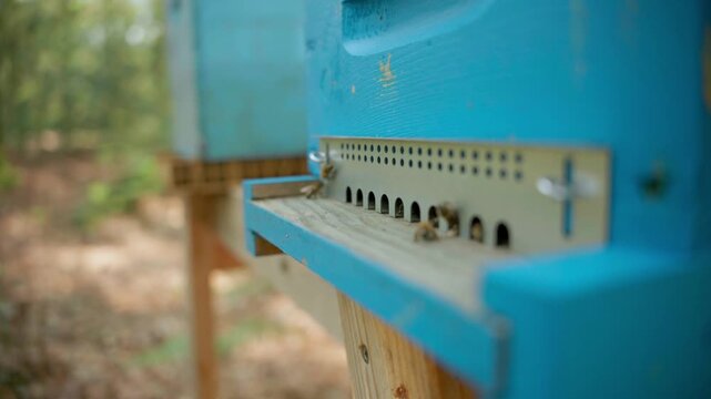 Blue wooden beehive in a forest apiary