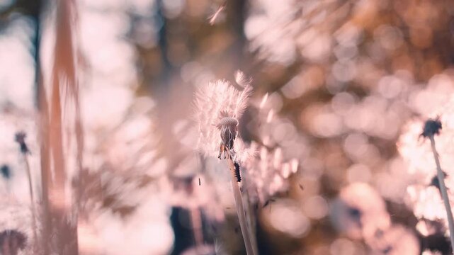 Dandelion seeds dispersing in sunny garden