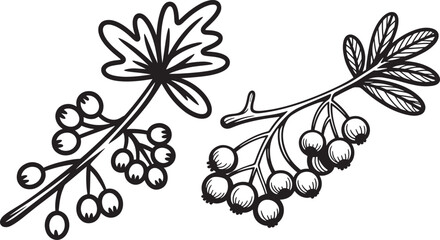 Detailed outline vector illustration of two different berry branches with leaves and clustered fruits black and white botanical illustration © msmdesign