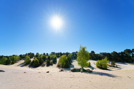 Sand dunes in Nemours forest.&Icirc;le-de-France region