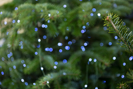 Christmas garlands and fir branches. Blue lights of Christmas garland. Christmas texture for postcards. Garland with lights on Christmas tree