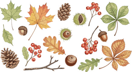 Autumn Leaves and Forest Elements Collection Featuring Maple, Oak, Chestnut, Acorn, Pinecone and Berries in Hand Drawn Seasonal Vector Illustration Set © Mohammad